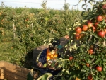 Fruitsector wil af van onzekerheid